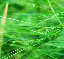 sustainable design